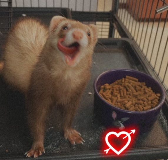 patient of veterinarian Riverview